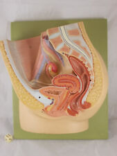 Älteres SOMSO Anatomiemodell Medianschnitt weibliches Becken Lehrmodell