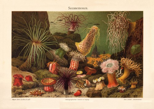 Seeanemonen historischer druck - historischer,