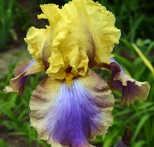 Schwertlilie bartiris iris - schwertlilie,
