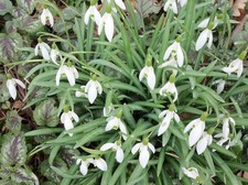 20 x  Schneeglöckchen aus