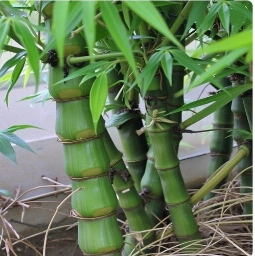Buddha bambus exotische - buddha,
