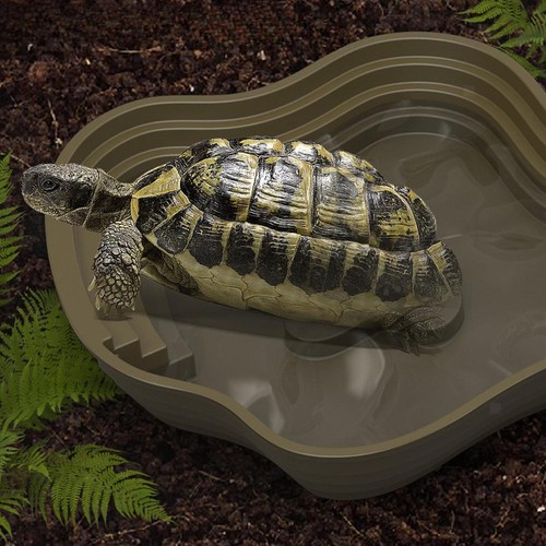 Reptilienbadepool mit - reptilienbadepool,