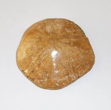 Seeigel Fossil Fossilien Igel