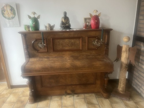 Schimmel aufrechtes