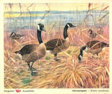 Das Tierreich Band III Serie 6 Bild-Nr. Schwanengans