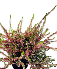 Besenheide "Garden Girls® Golden Angie" lemon-pink - Traditionelle Herbstblume