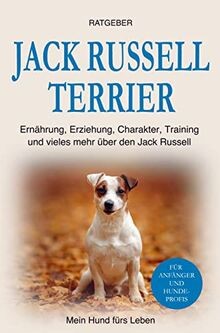 Jack russell terrier - jack,