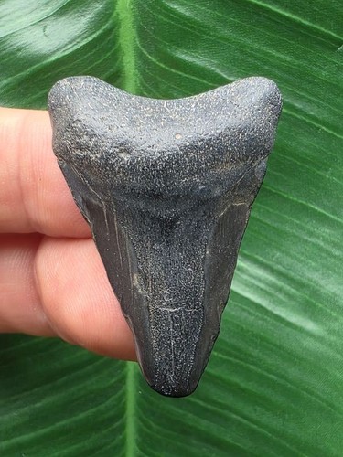 2cm schwarzer zahn des - 3,2cm,
