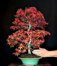 BONSAI JAPANISCHER ROTER