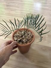 8 Pflanzen Cycas Zamia Macrozamia Encephalartos Palmfarne