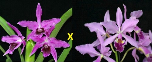 Orchidee cattleya - cattleya, c