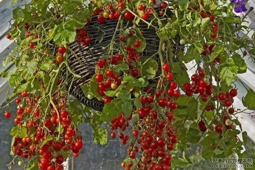 Honig tomaten winterharter - honig-tomaten,
