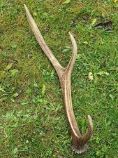 Abwurfstange Geweih Rothirschgeweih Hirschgeweih Hirschhorn Deko Weihnachtsdeko