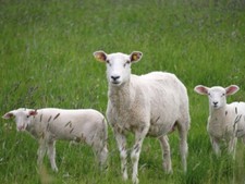 Schaf Ziegen Weidemischung mehrjährig robust Kräuter gesunde Tierfütterung