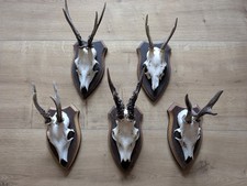 5x Kleine Geweihe, Trophäe