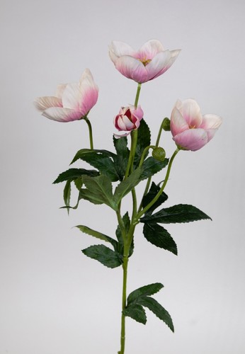 Christrose 62cm hellrosa - , pm