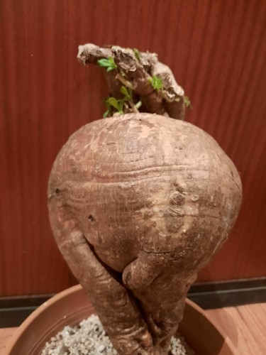 Pachypodium bispinosum xxxl - pachypodium,