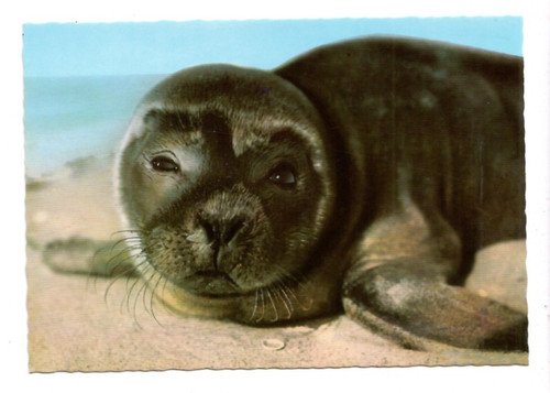 B60 young seal - seal, sea