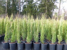 4x Mittelmeerzypresse 90 - 120