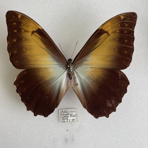 Entomologie*Morpho