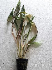 Cryptocoryne hudoroi - Aquariumpflanze aus submerser Kultur für den Hintergrund
