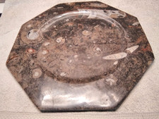 Schöner alter Fossilen