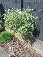 Pyrus salicifolia pendula - salicifolia,