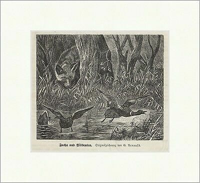 Fuchs und wildenten arnould - und, g.