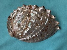 Perlmutt Muschel Haliotis discus, 167mm lang- schön + groß