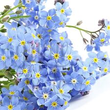 WALD-VERGISSMEINNICHT 300+