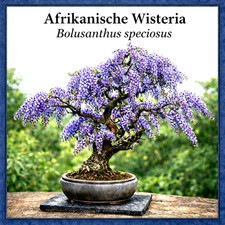 Afrikanischer Blauregen