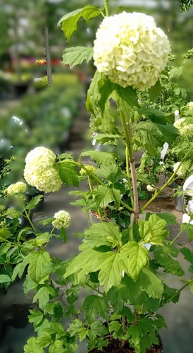 Gefüllter schneeball viburnum - schneeball,