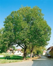 Juglans regia 'Jupiter', Walnussbaum, 125–150 cm