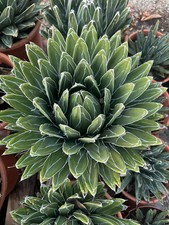 Agave victoriae-reginae 30 cm