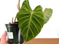 Philodendron verrucosum - philodendron,