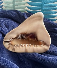 wunderschöne Muschel Cassis