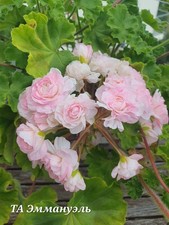 Pelargonie TA Emmanuelle –