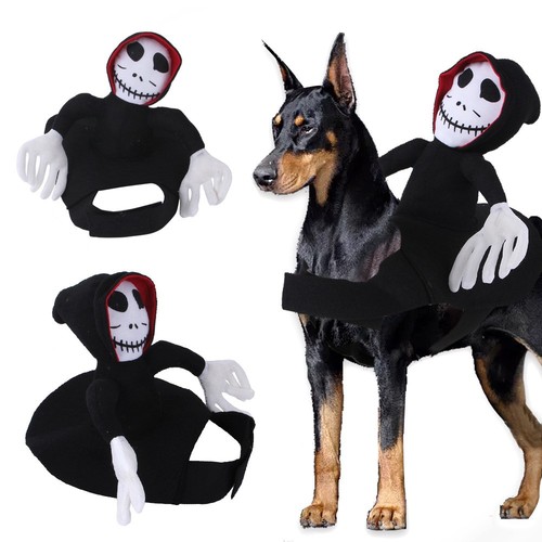 Halloween hund kostüm - halloween,