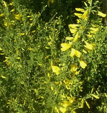 Ginster Cytisus scoparius 'Gelber Funke' Besenginster 60 - 80 cm