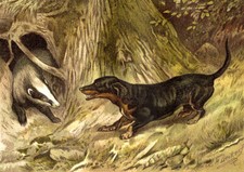 Dachs und Dachshund Jagdbild
