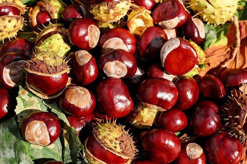 Frische kastanien vom diesem - frische,