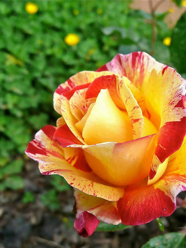 Gelbe gestreifte rose samen - 50,