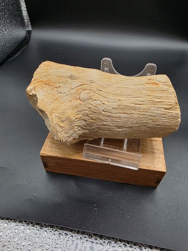Versteinertes holz madagaskar - versteinertes,