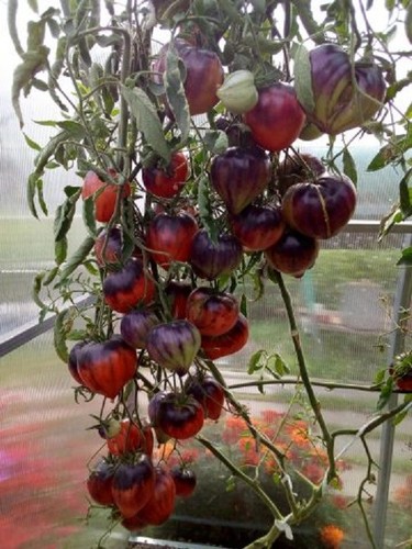Tomatensamen usa - (7+, samen);