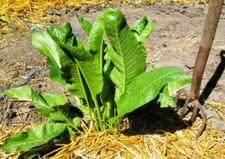 💥 2x Rhizomen Meerrettich