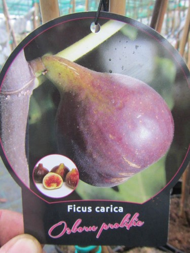 Ficus carica osborn s - carica, 'osborn's