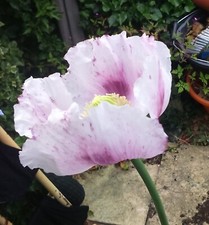 Sehr seltene SEIDENSTRASSE