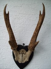 Hirsch Geweih Pferdehirsch