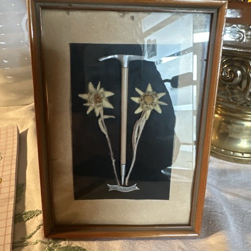 Edelweiß nebelhorn souvenir - edelweiß, /nebelhorn/souvenir