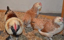 10 Eier ZWERG LACHSHÜHNER